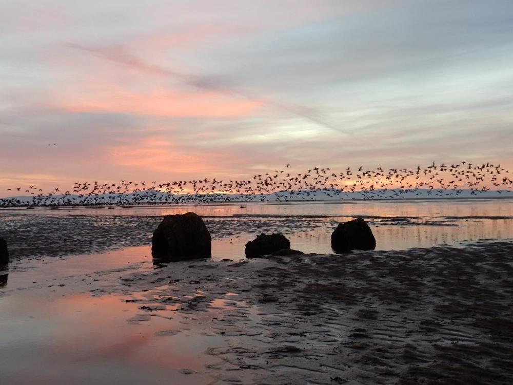 Shelduck Cottage Mainsriddle Esterno foto