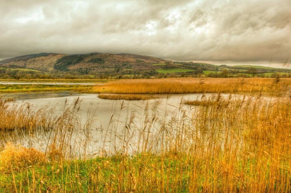 Shelduck Cottage Mainsriddle Esterno foto